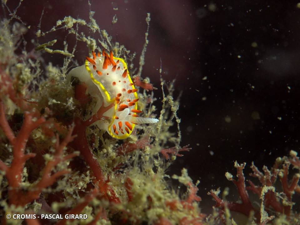Doris à papilles rouges