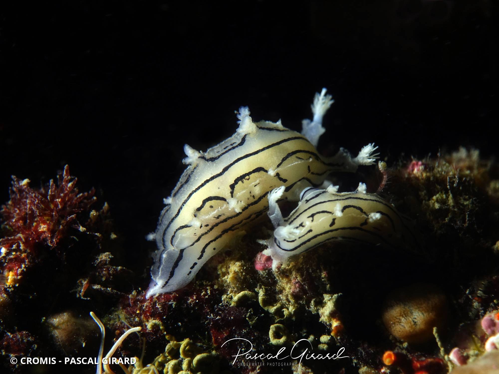 Tritonie striée