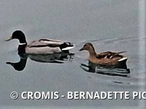 Canard colvert