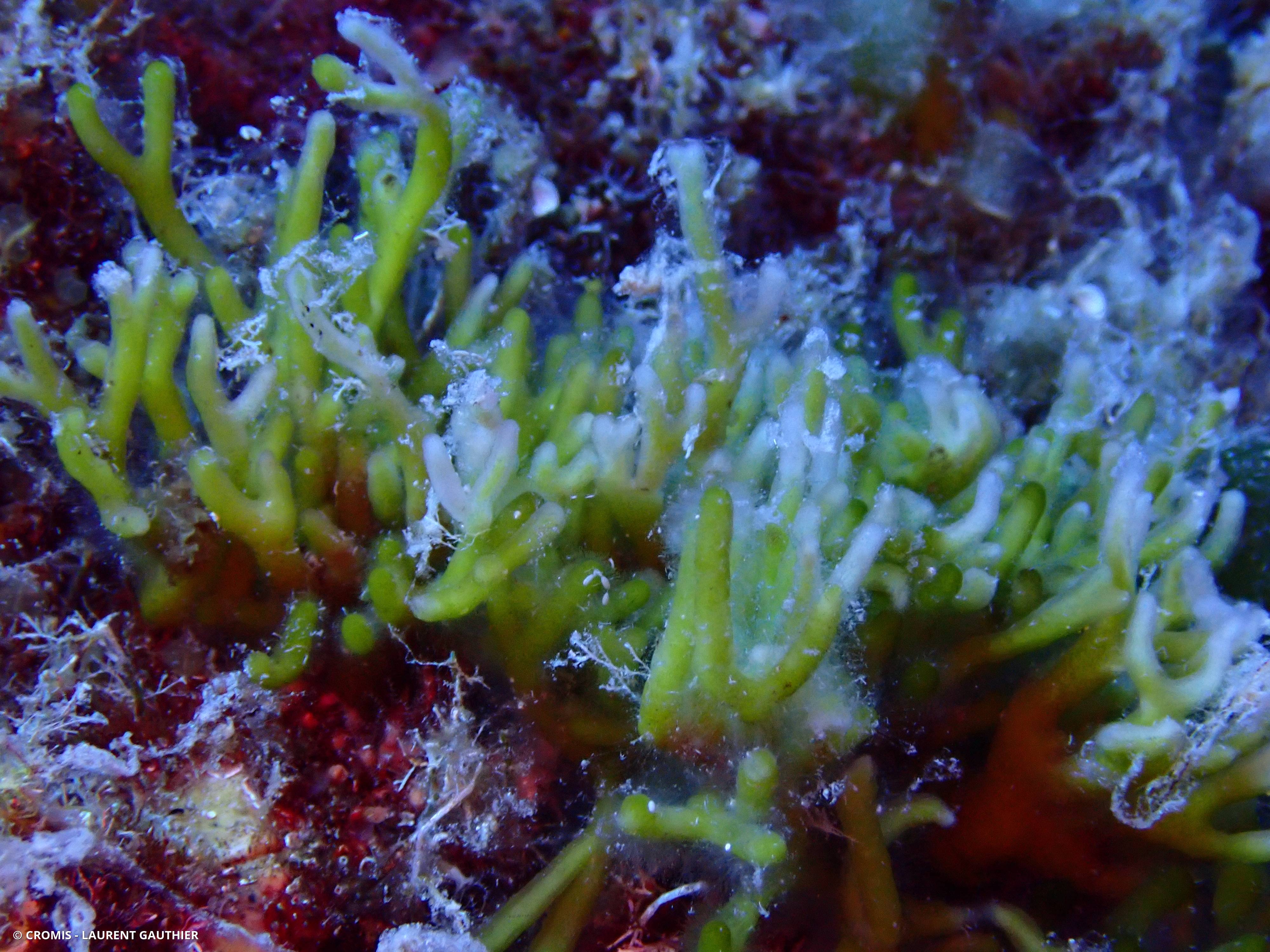 Codium fragile