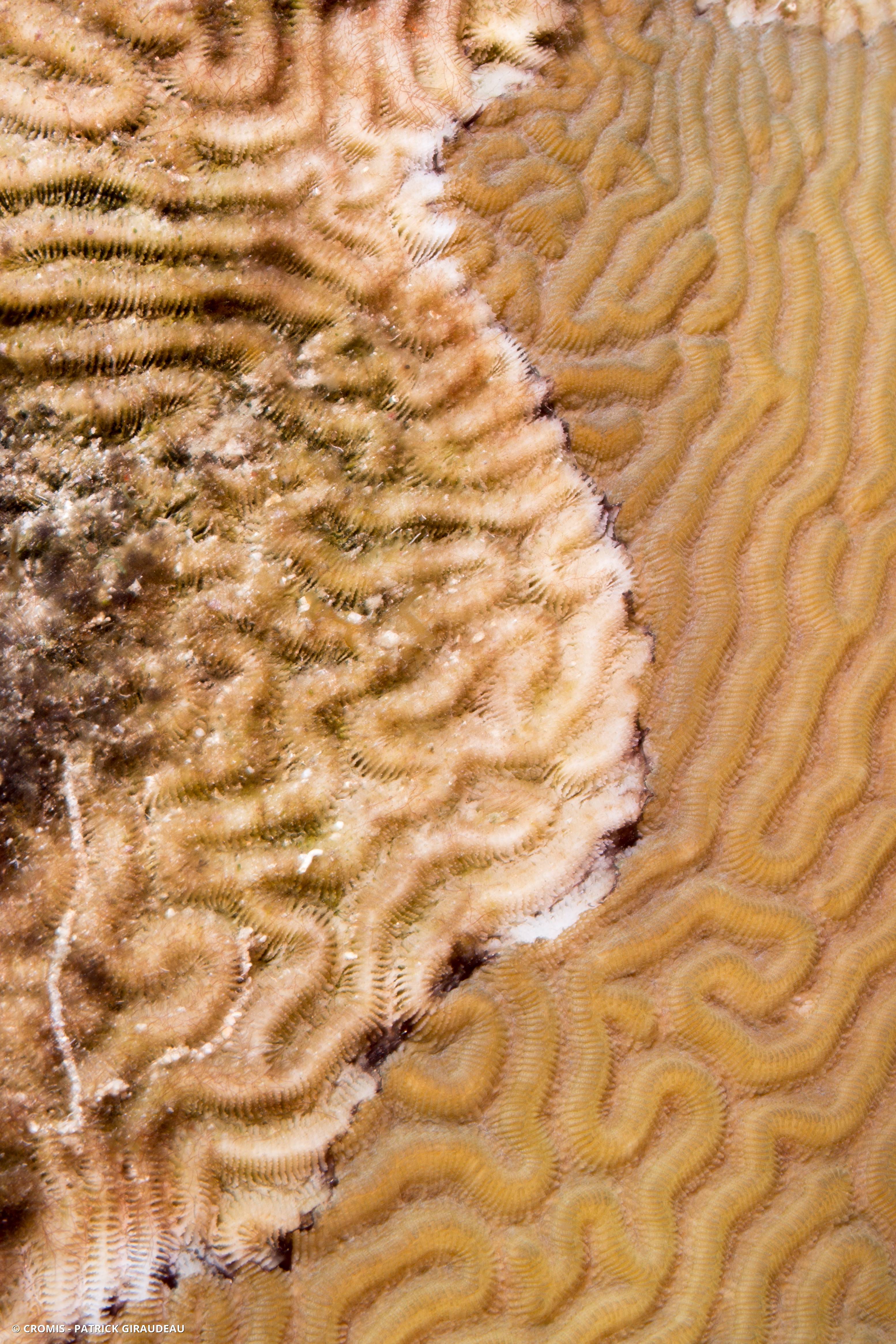 Corail cerveau symétrique