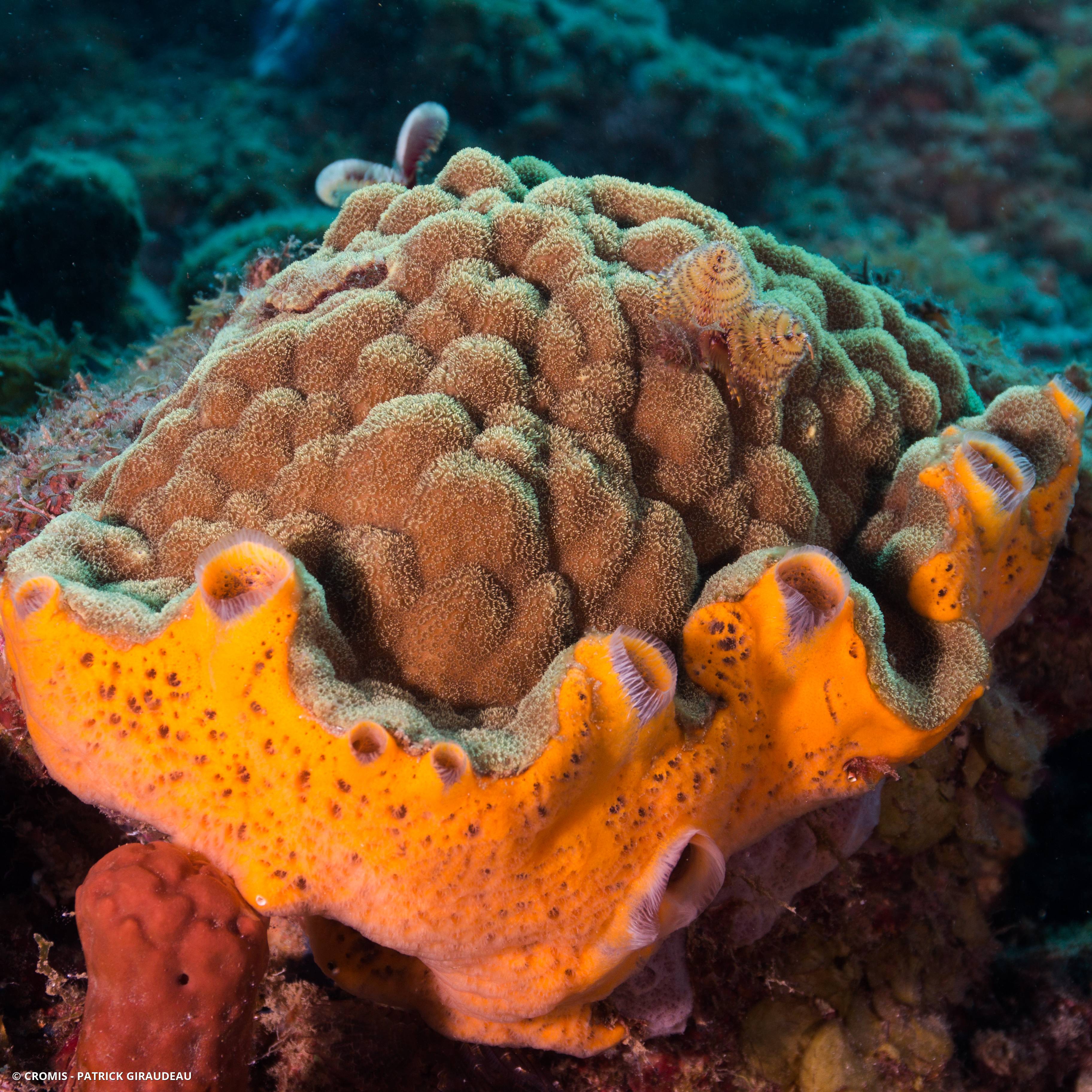 Eponge orange givrée
