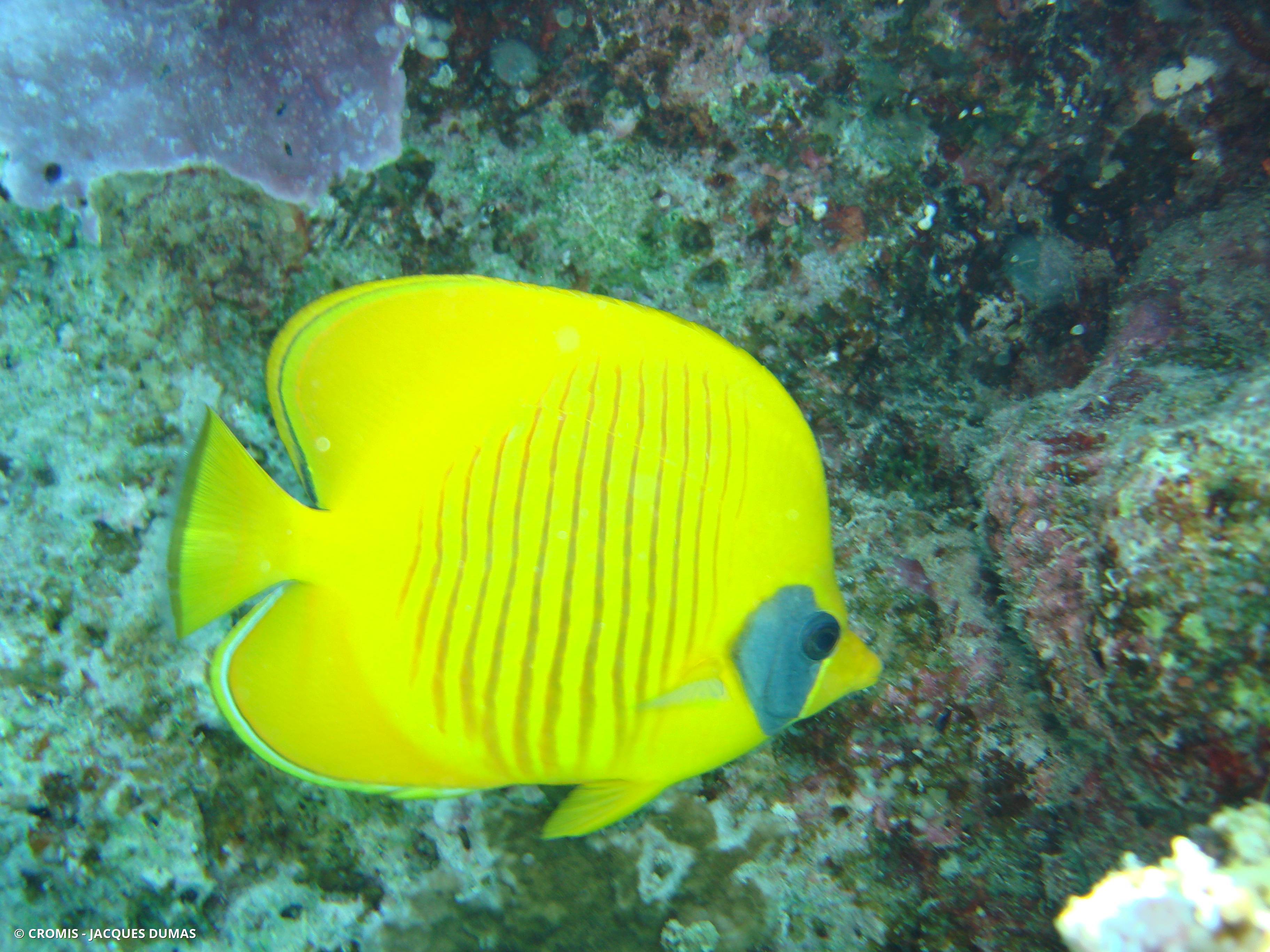 Poisson-papillon jaune masqué