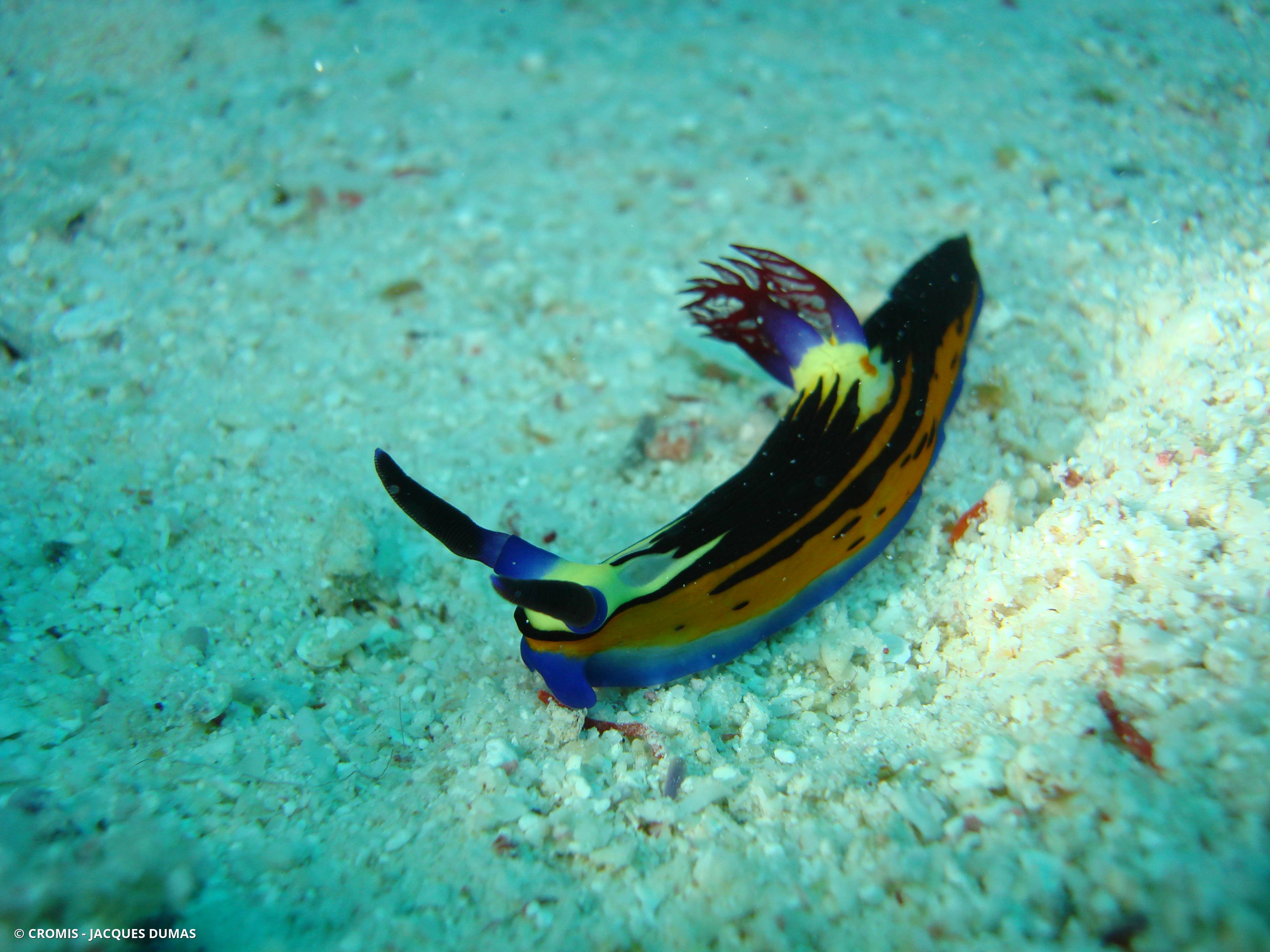 Nembrotha de Mer Rouge