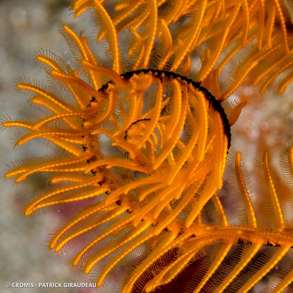 Comatule dorée
