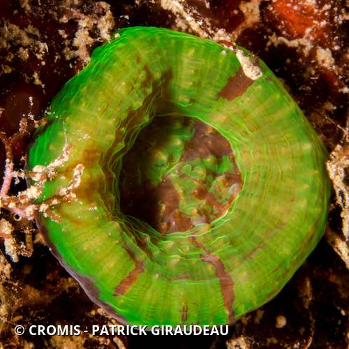 Corail coeur d'artichaut