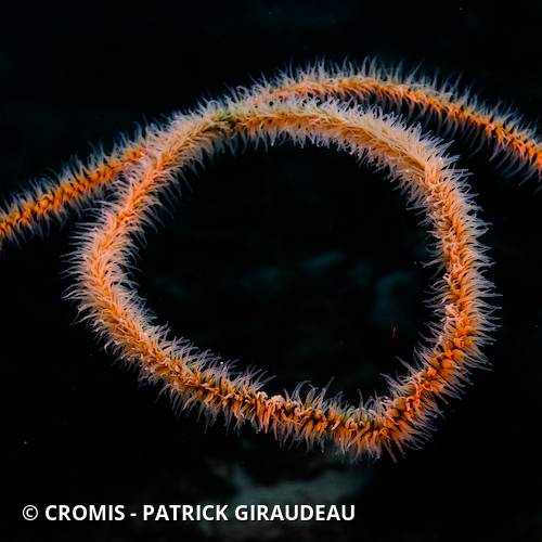 Corail fil de fer