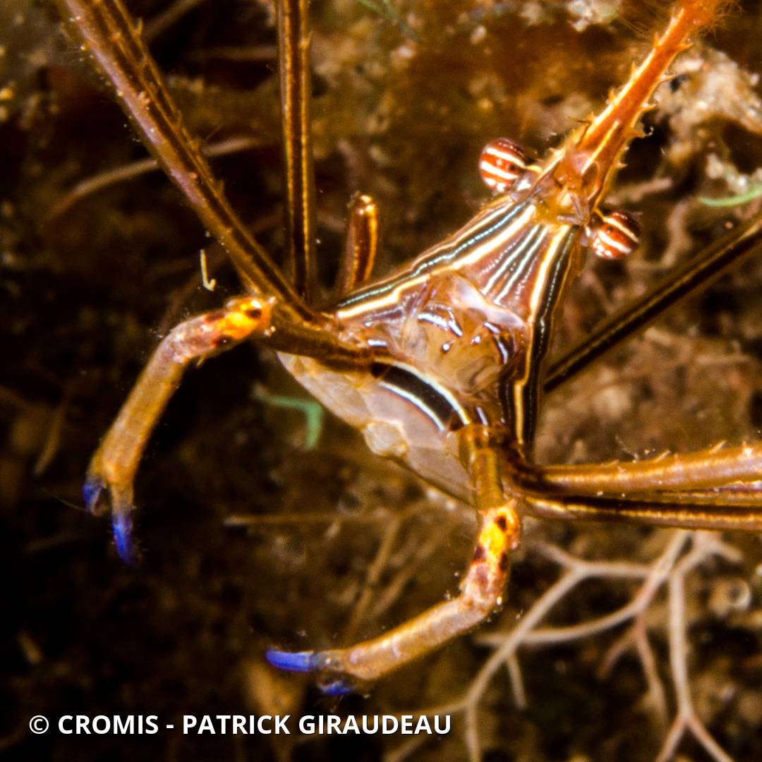 Araignée nez pointu