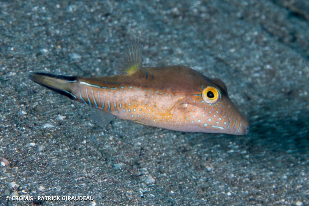 Canthigaster des Caraïbes