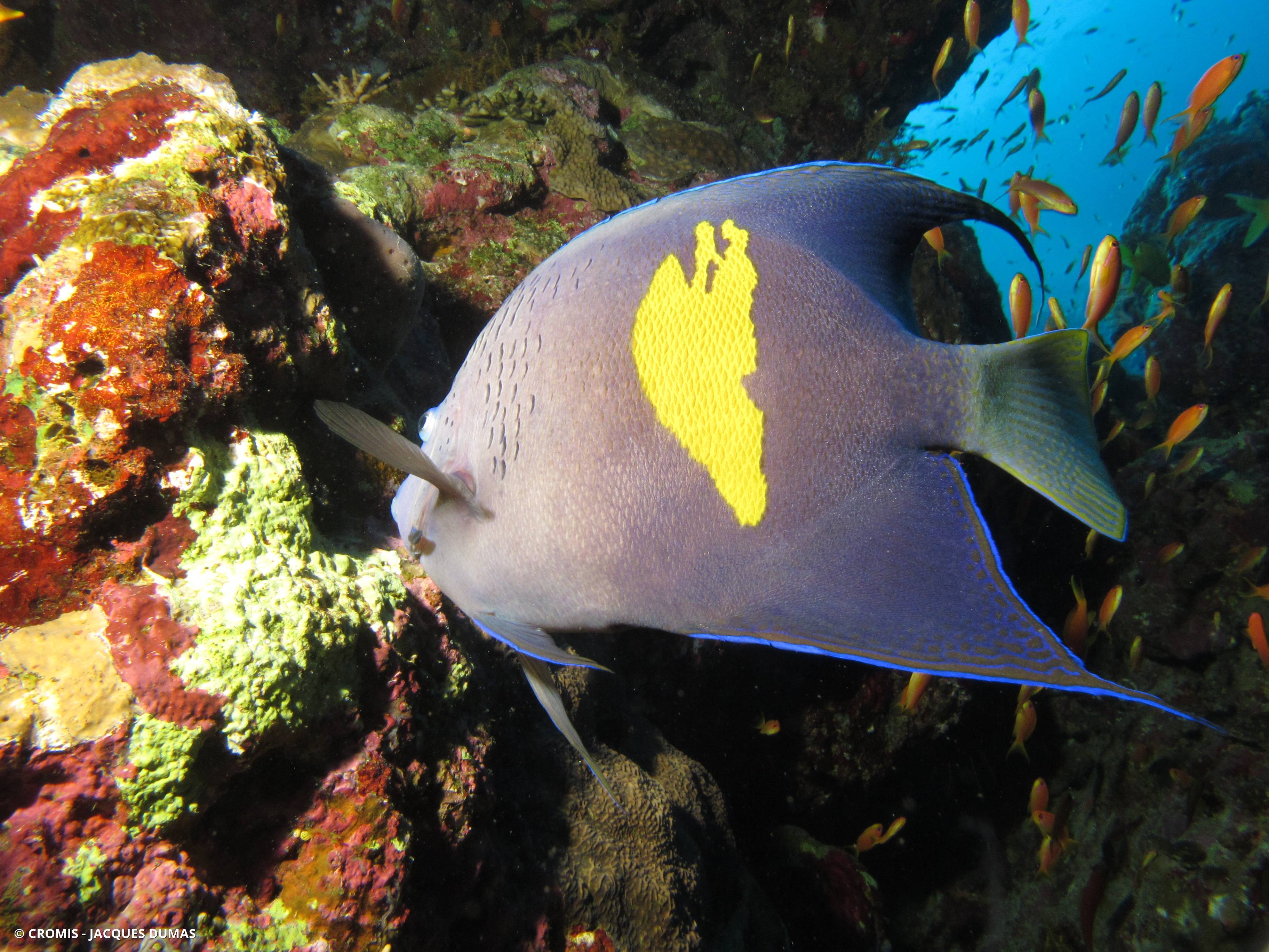 Poisson-ange géographe