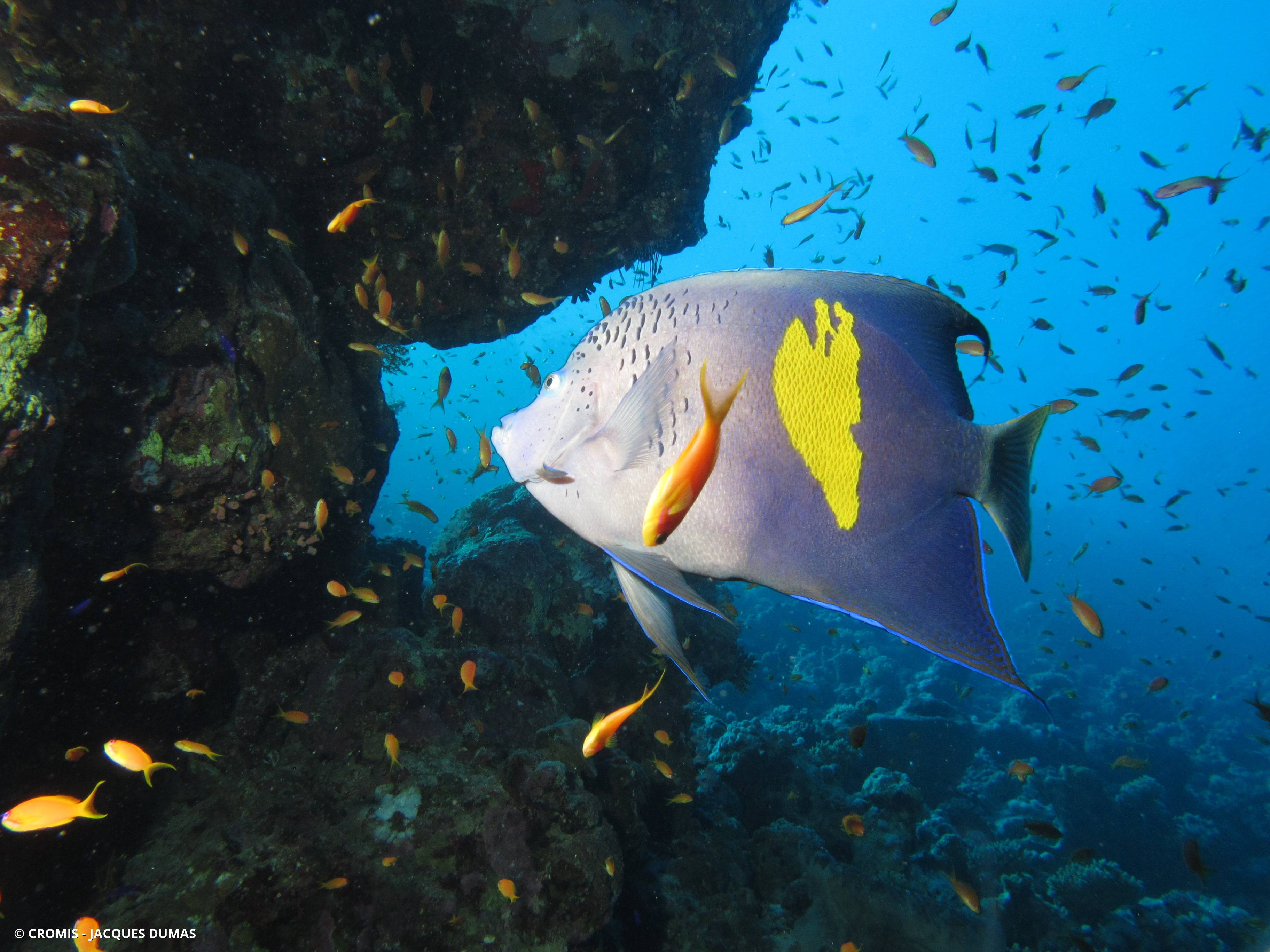 Poisson-ange géographe
