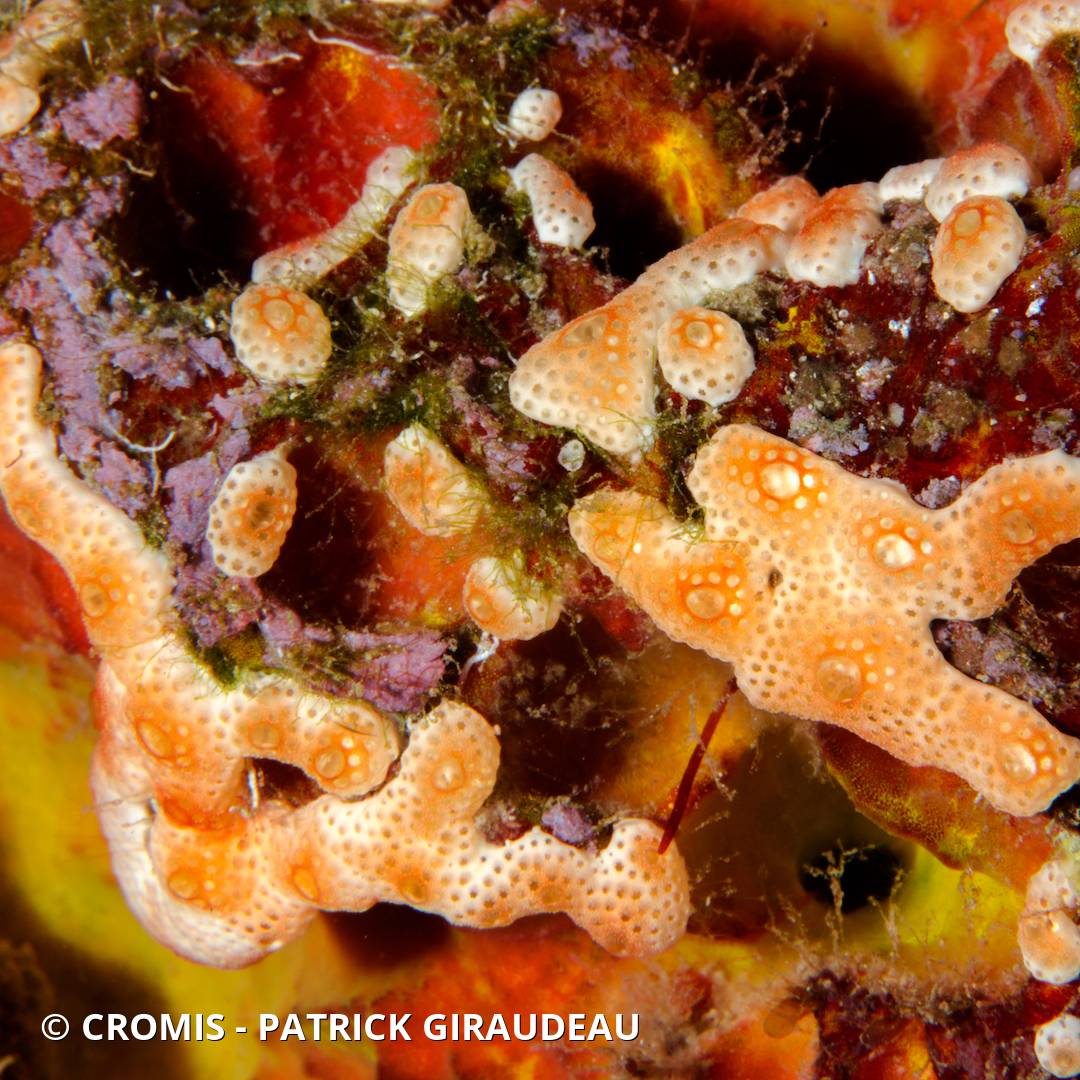 Didemnum conchyliatum