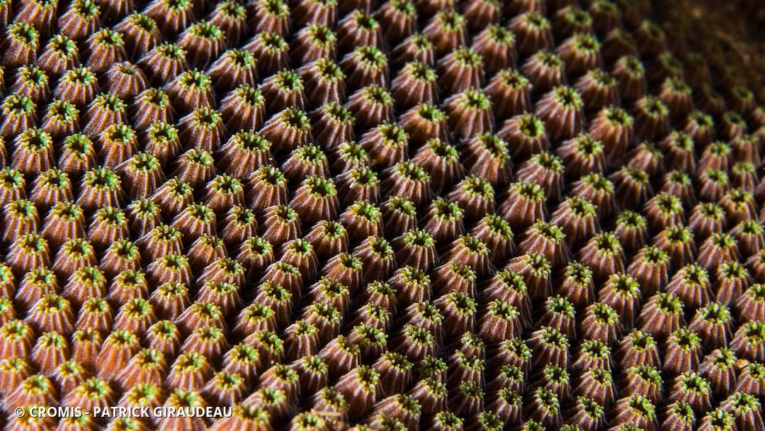 Corail étoilé lobé