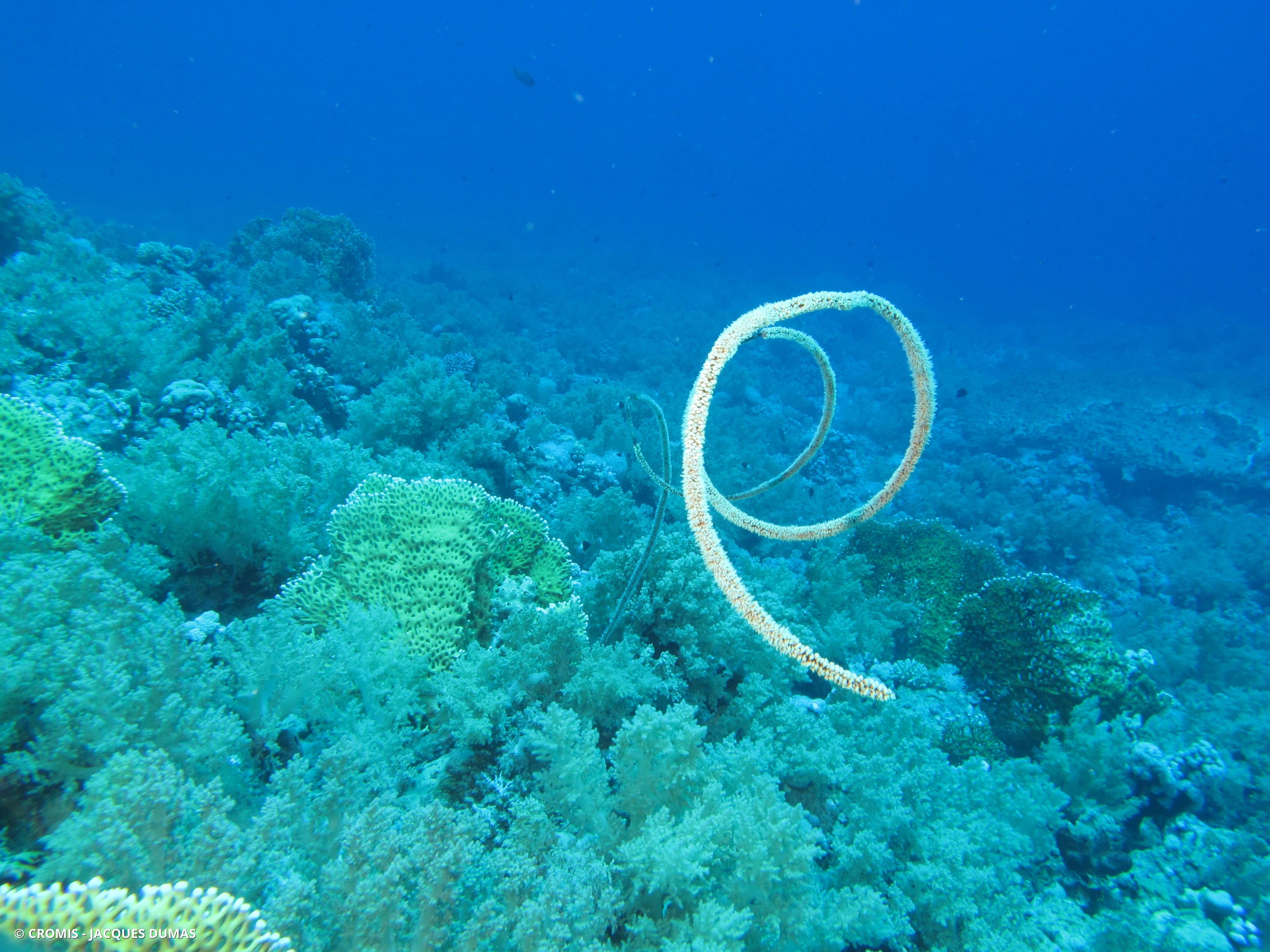 Corail spiralé blanc