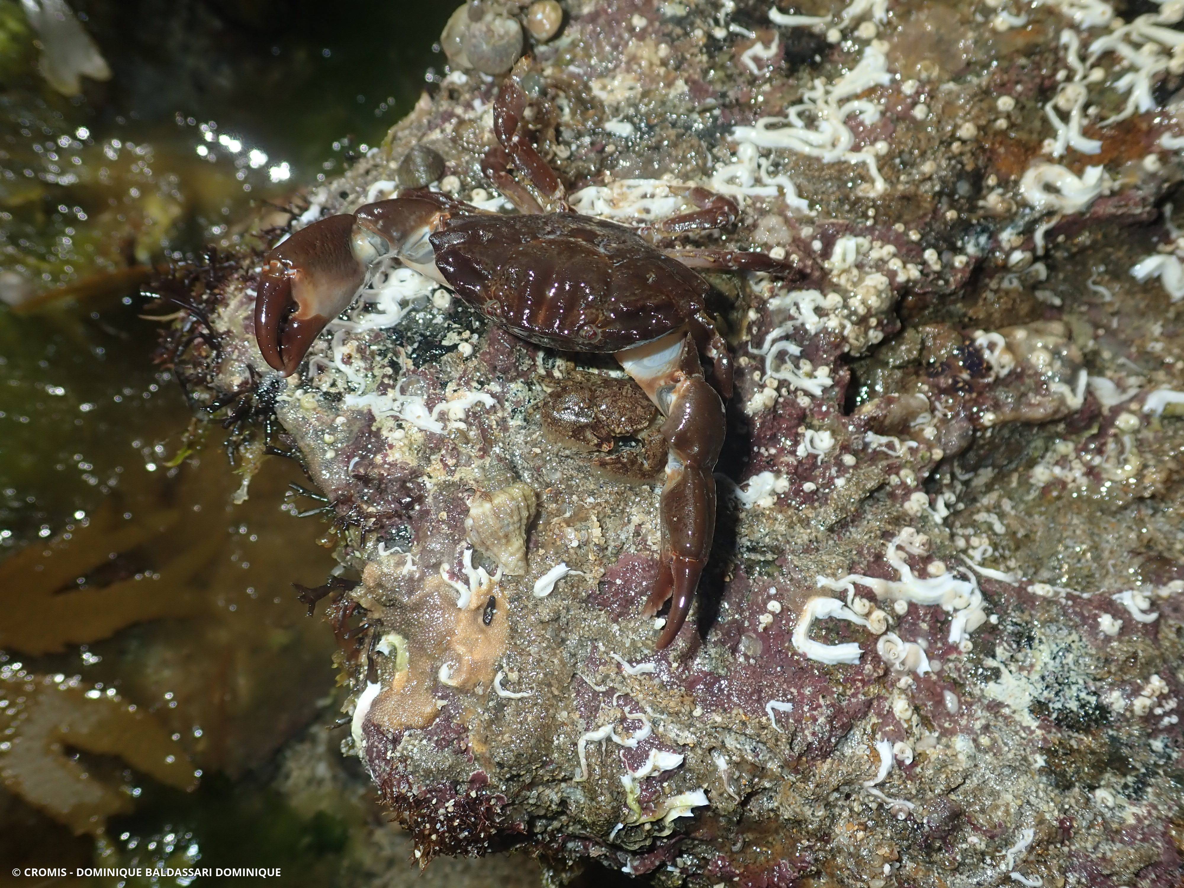 Crabe de pierre