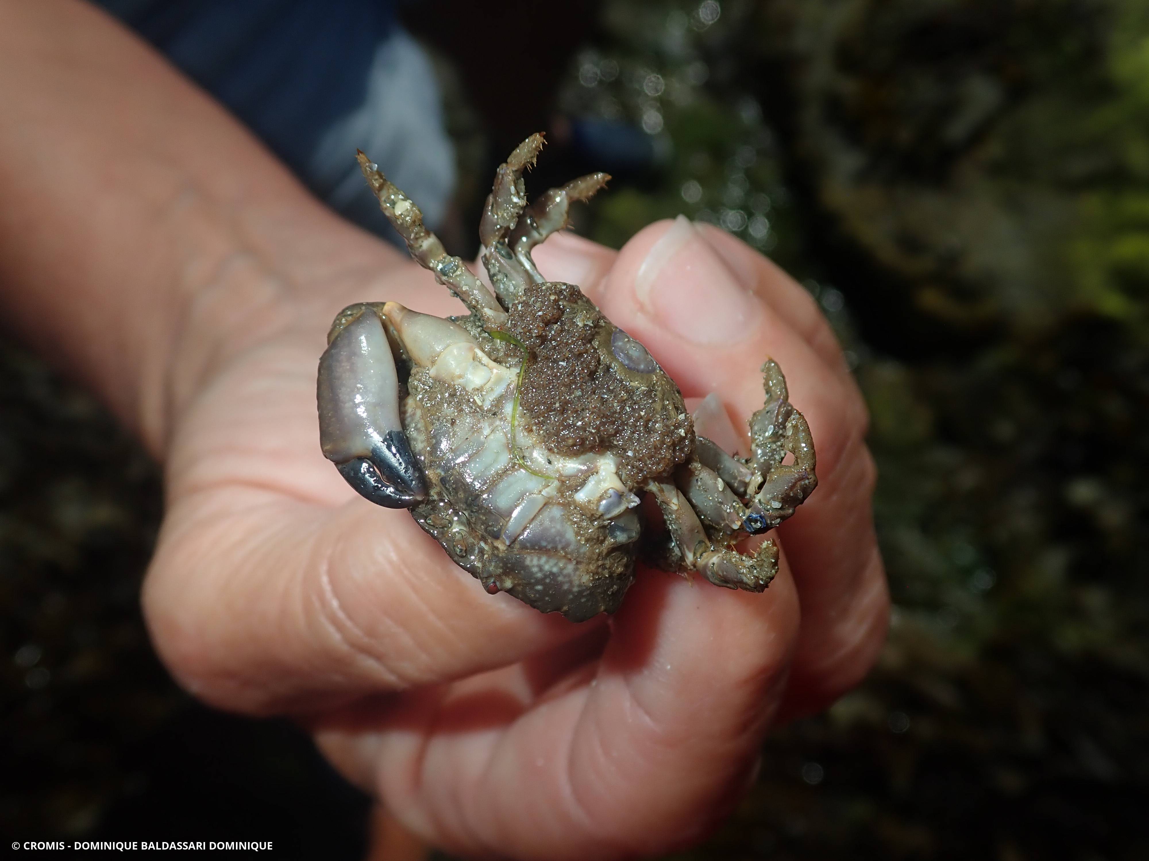 Crabe de pierre