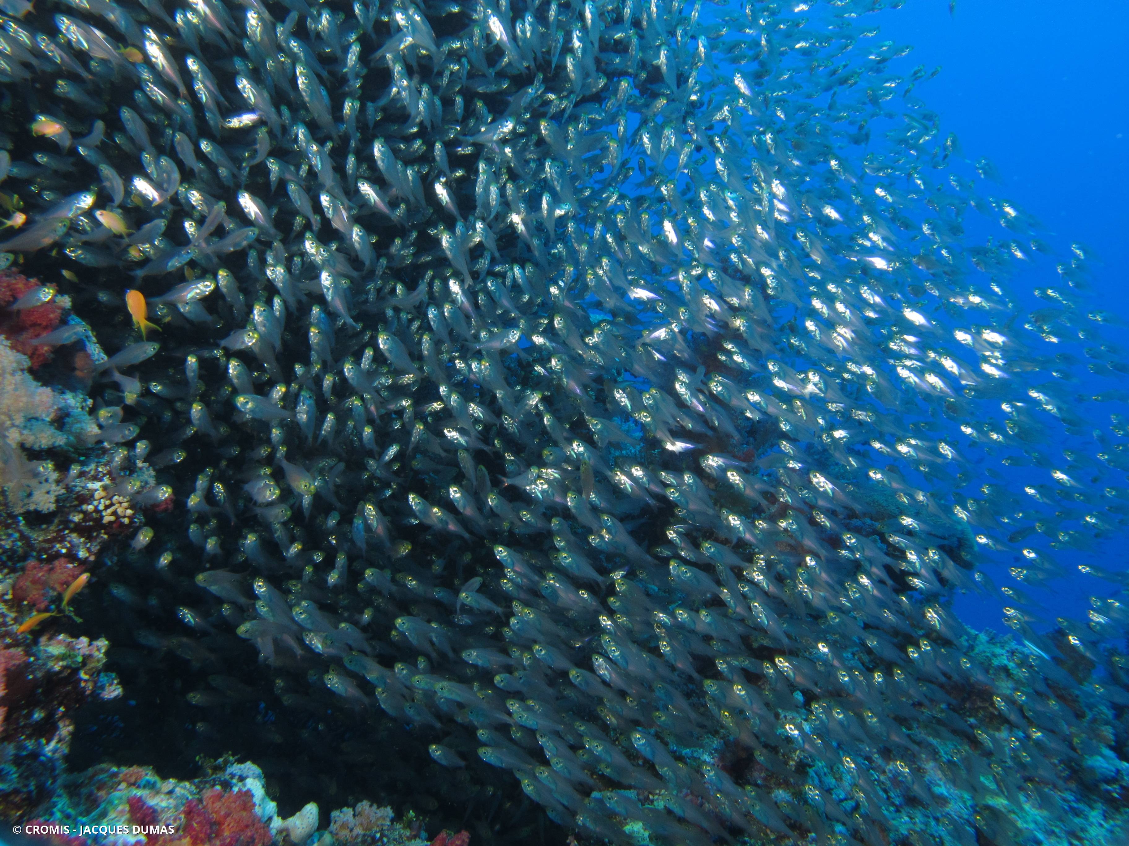Poisson-hachette nain