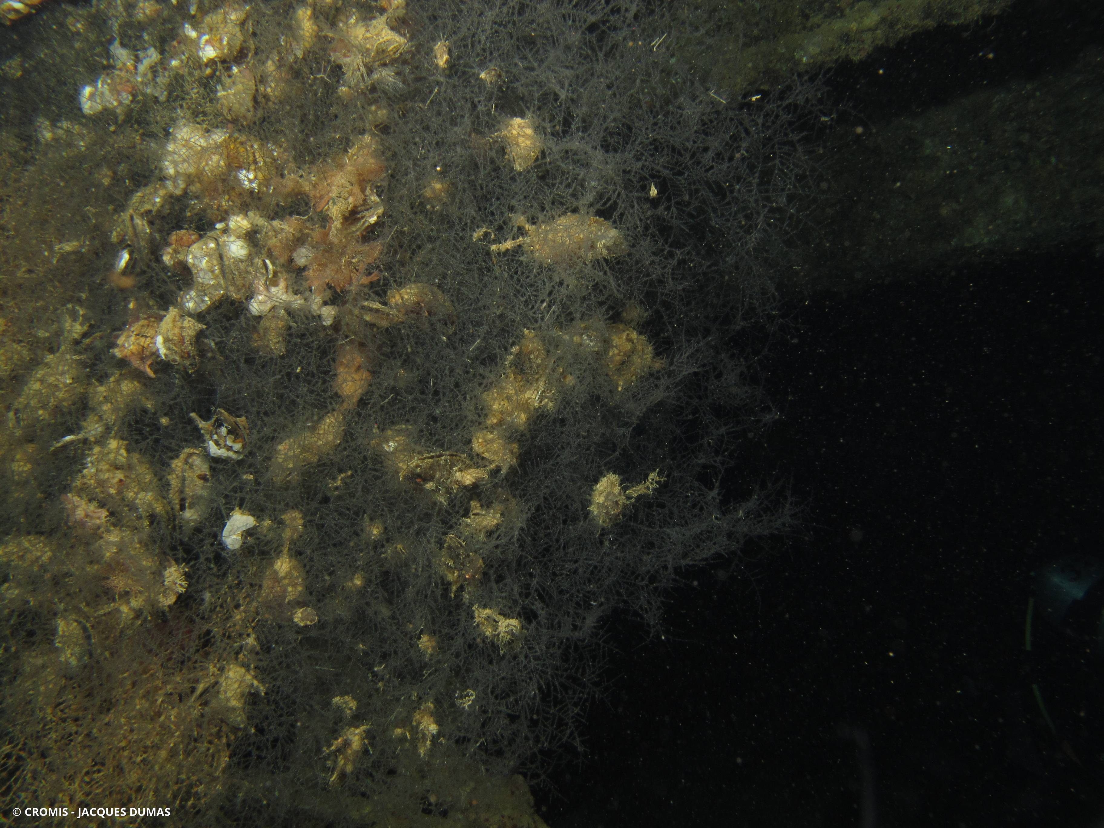 Avicule de Mer Rouge