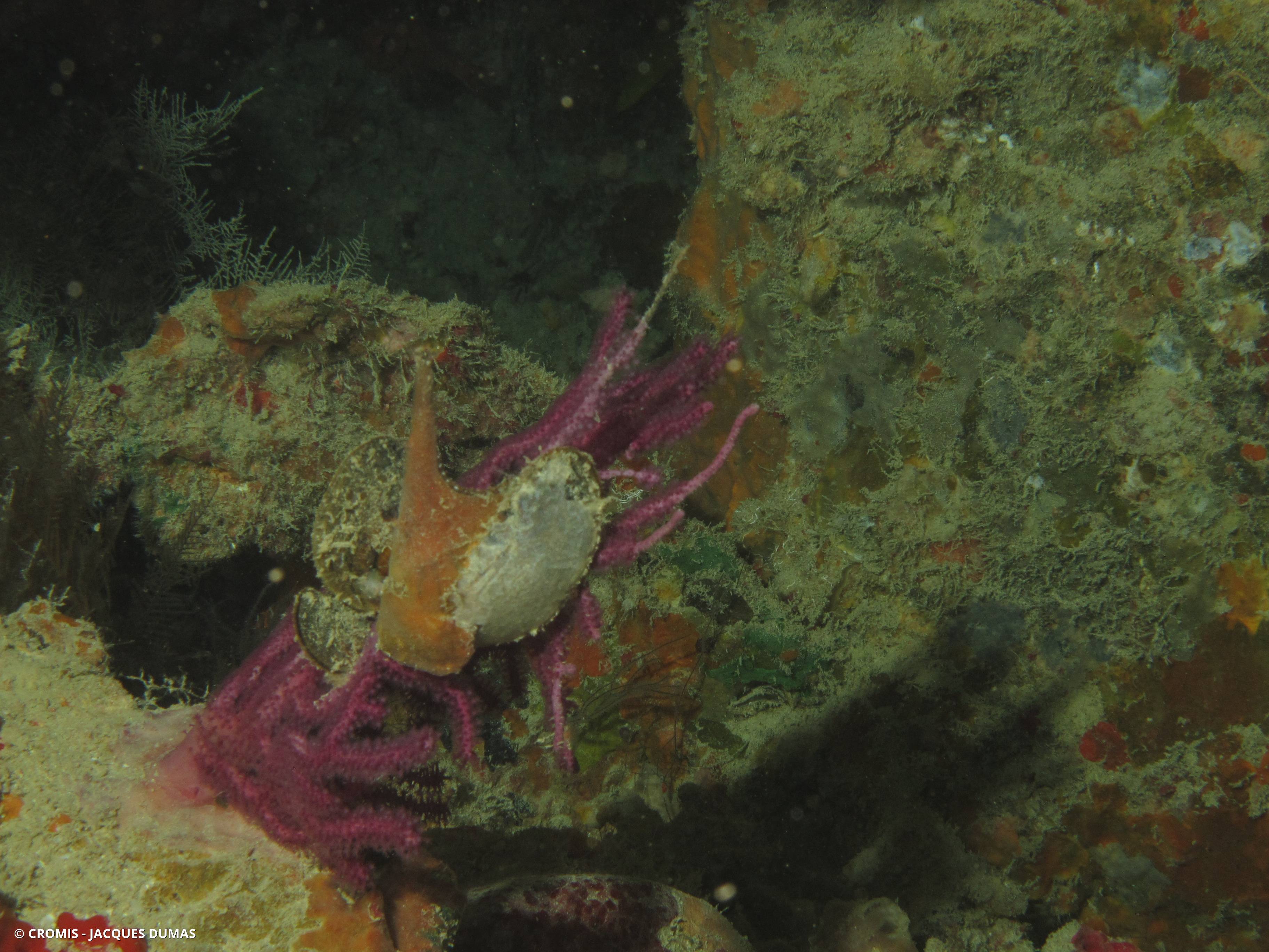 Avicule de Mer Rouge