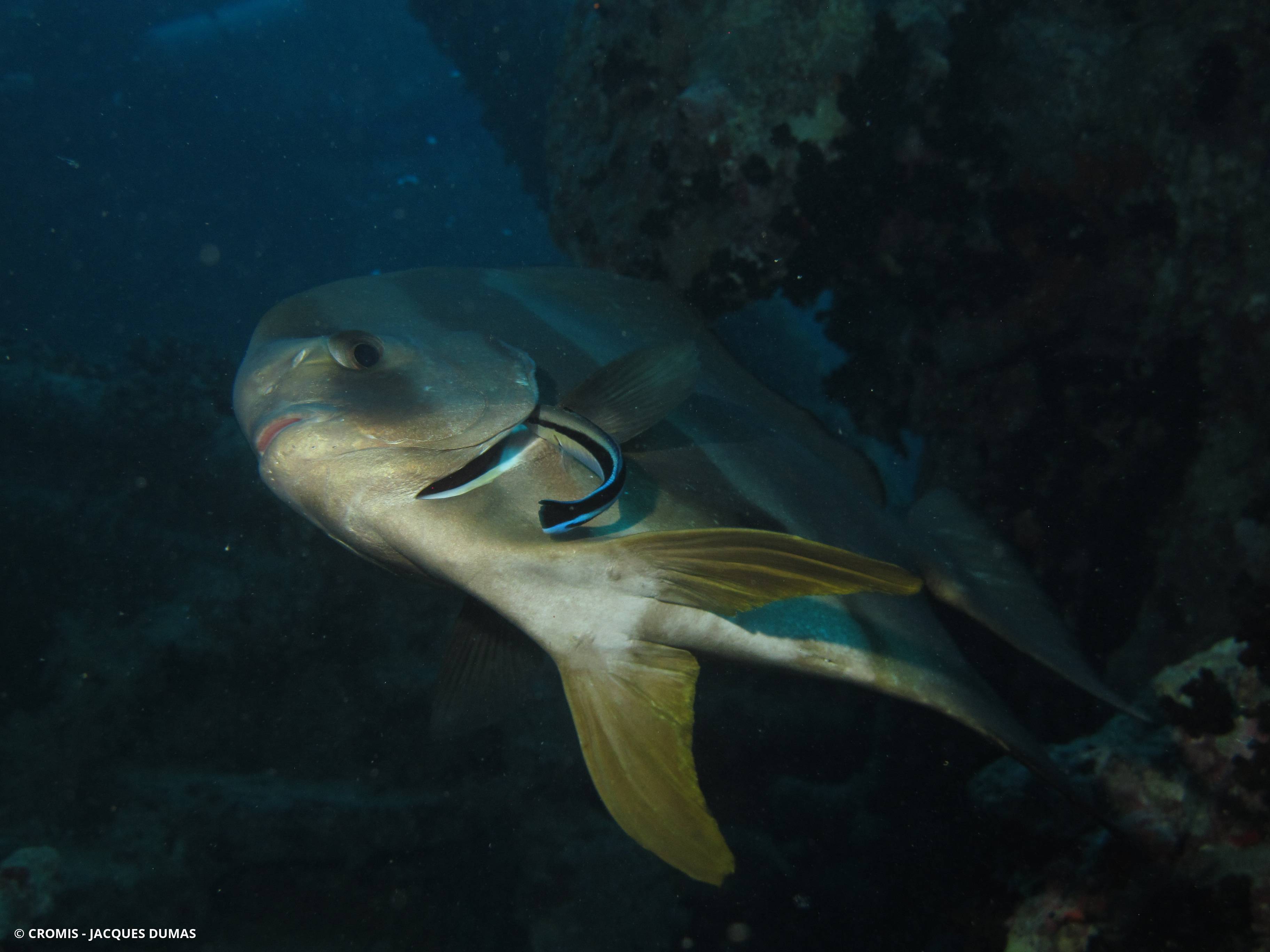 Platax orbiculaire