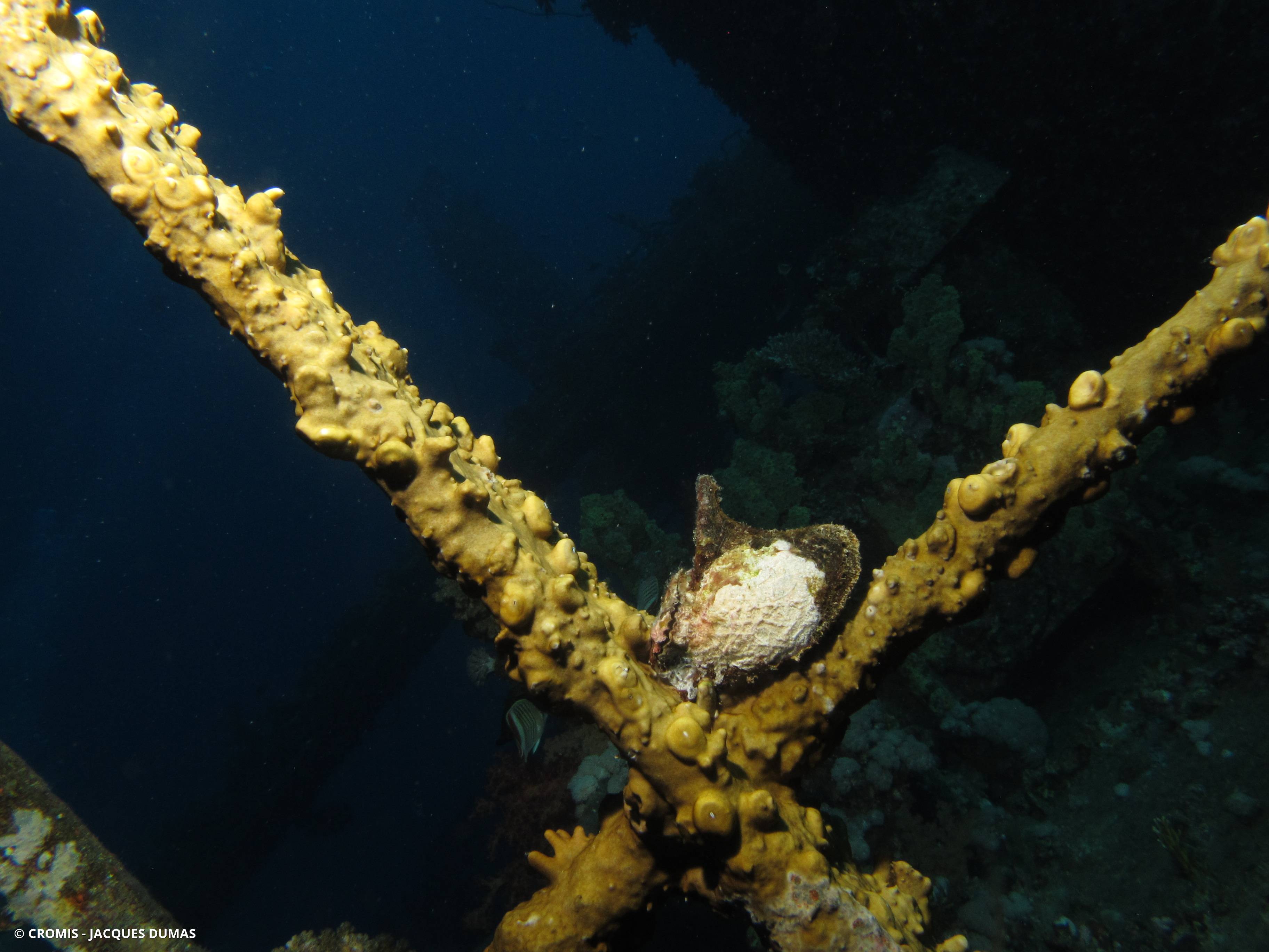 Avicule de Mer Rouge