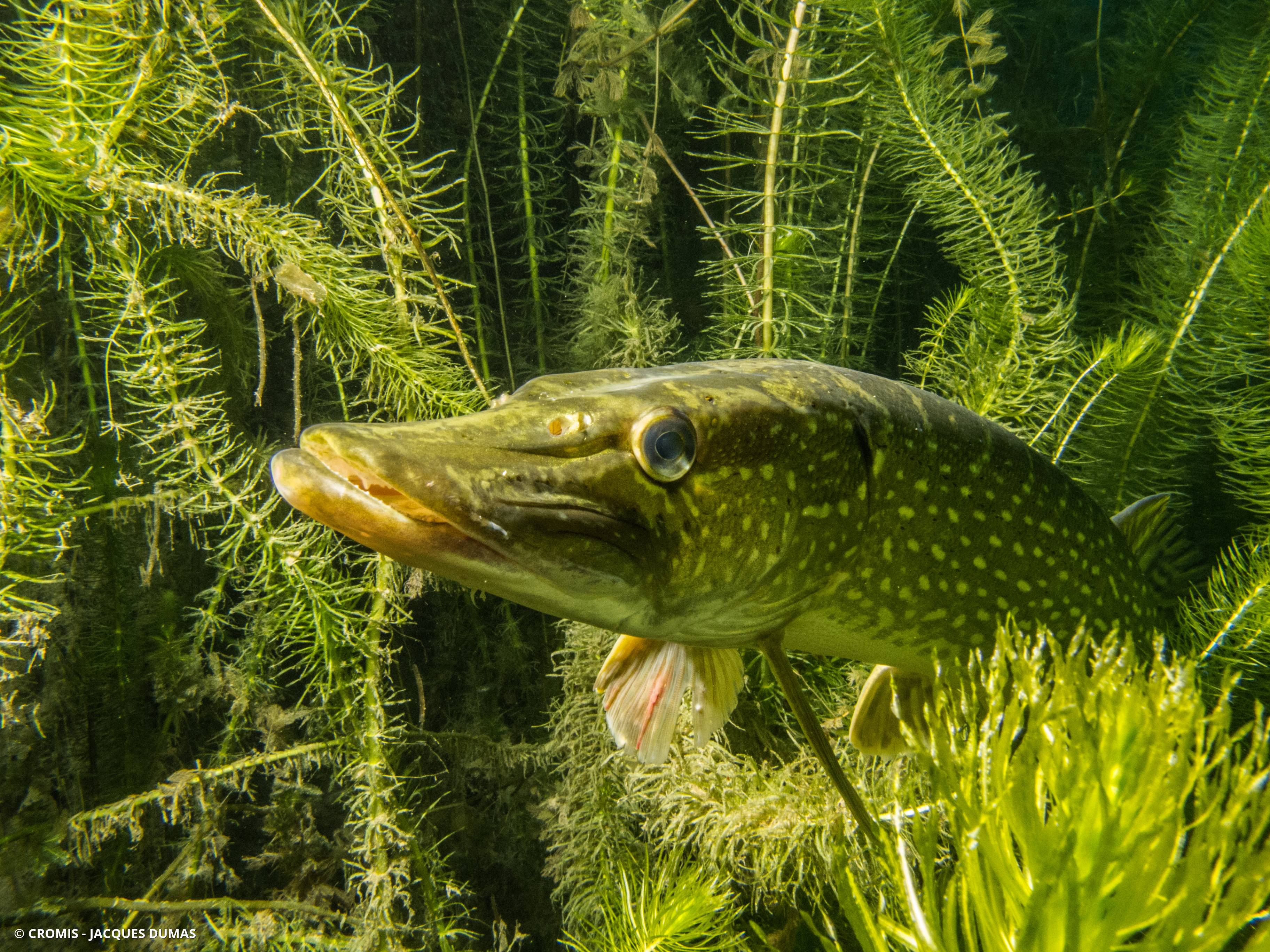 Brochet