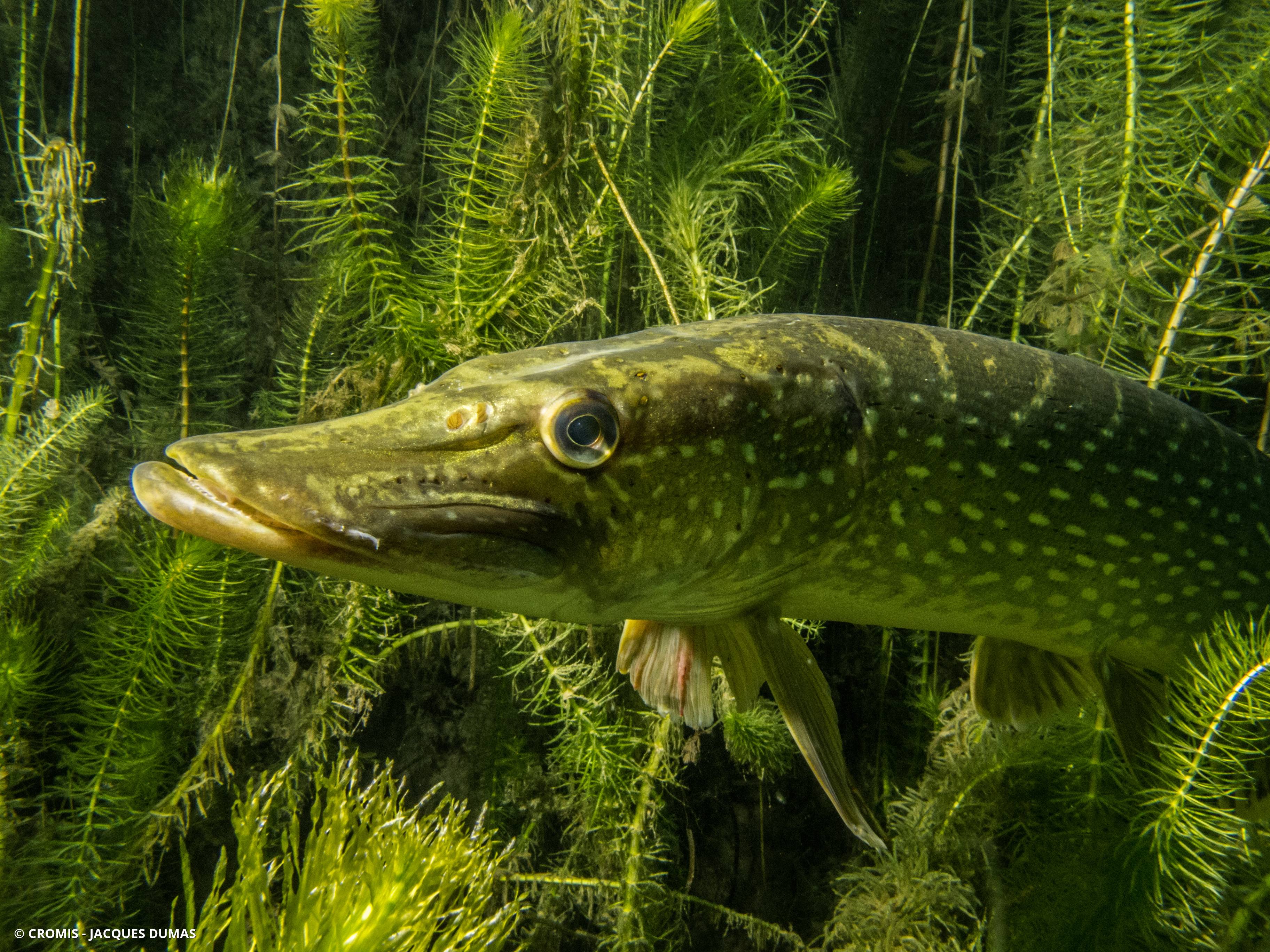 Brochet