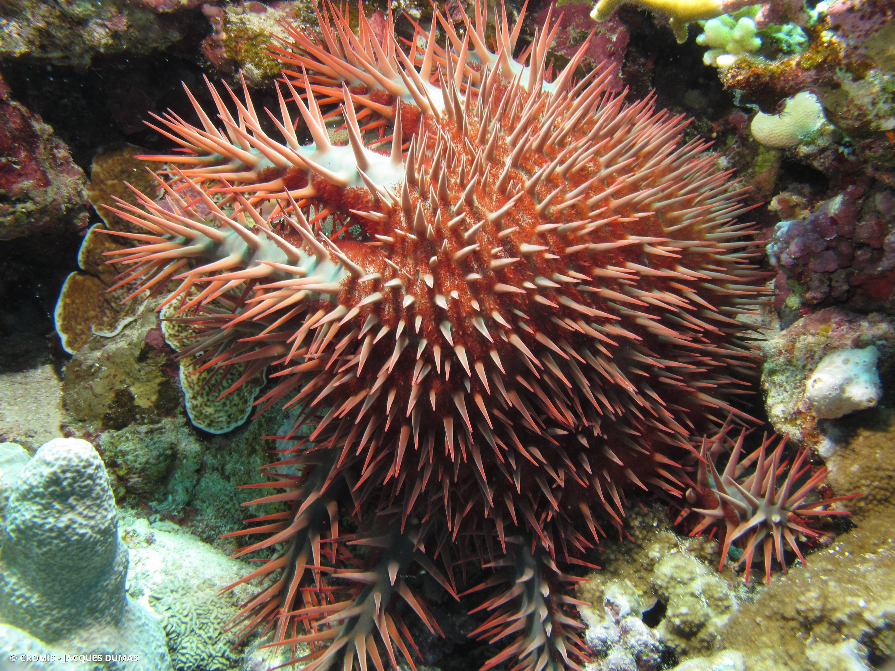 Acanthaster de Benzie