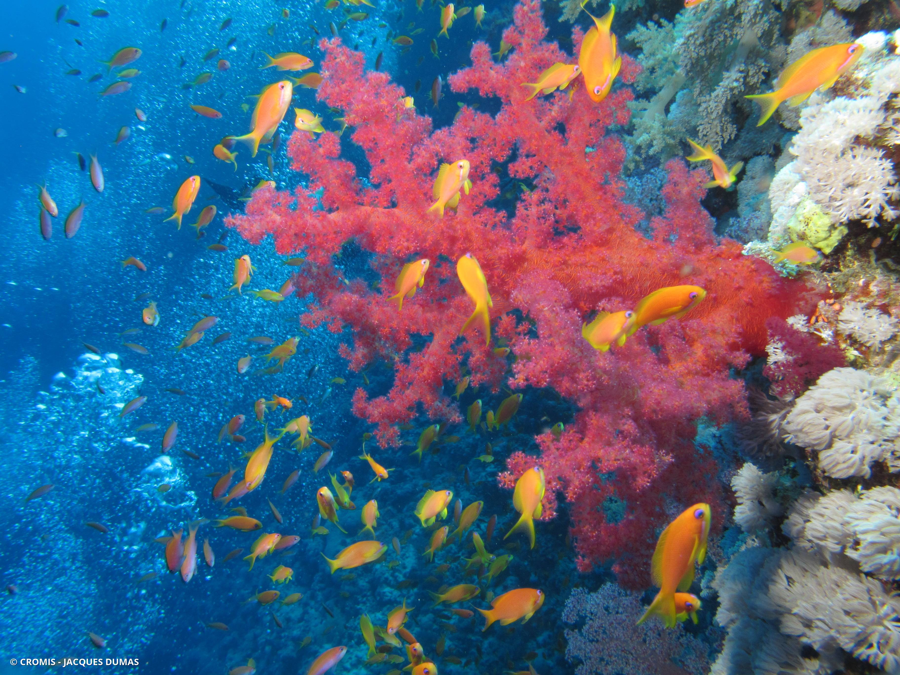 Alcyonaire épineux