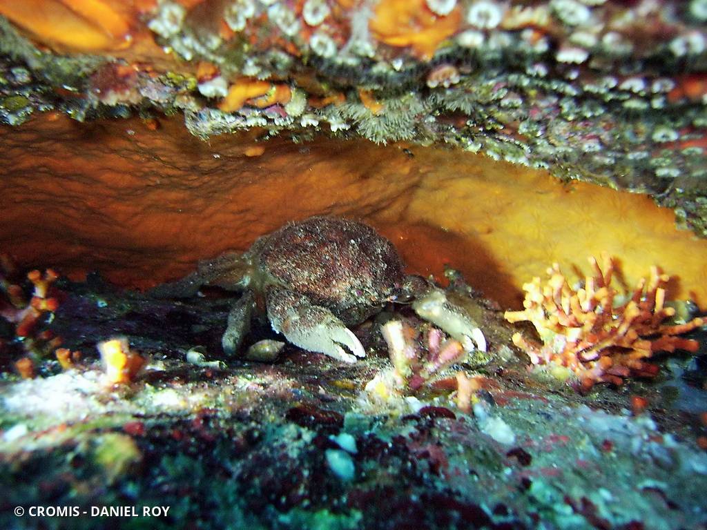Crabe spongieux à yeux rouges
