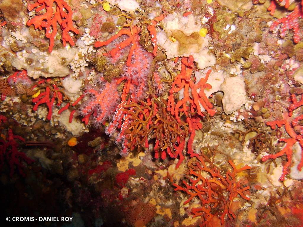 Corail rouge de Méditerranée