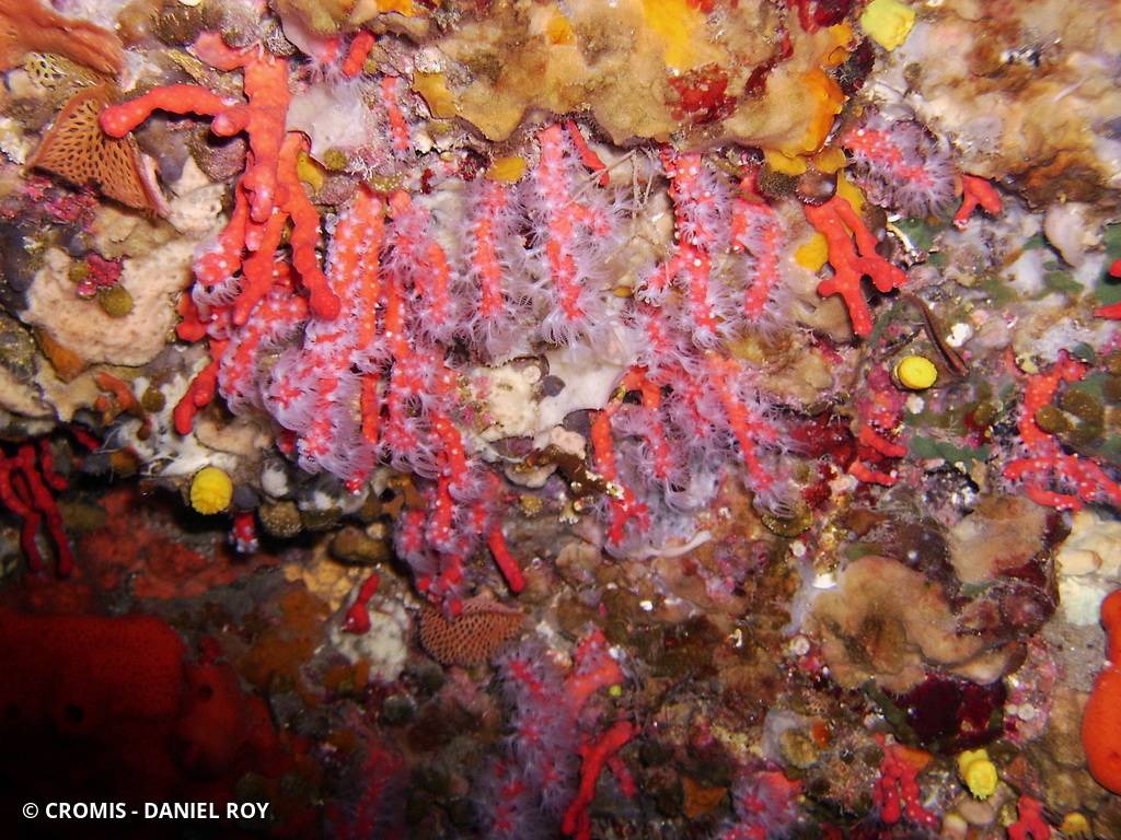 Corail rouge de Méditerranée