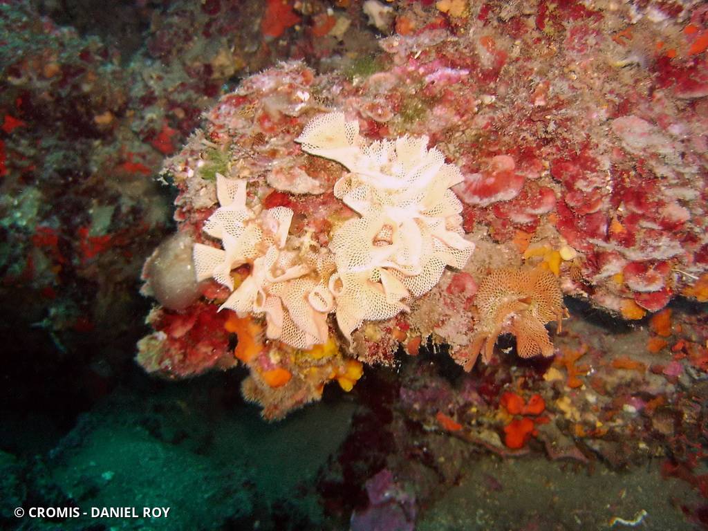 Dentelle de Neptune