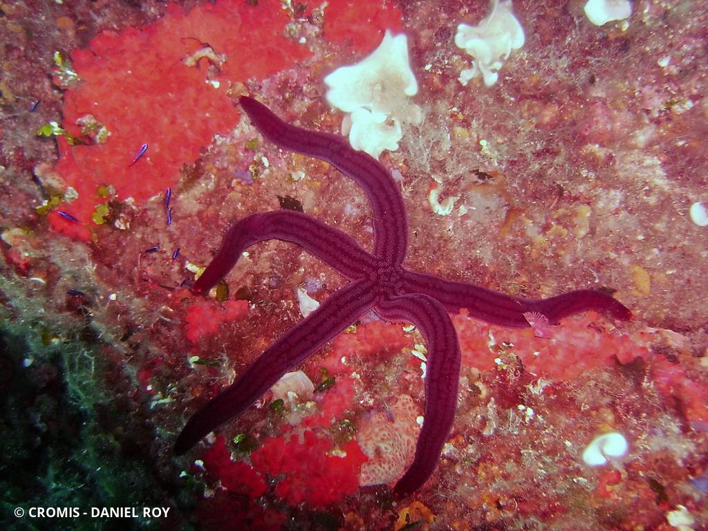 Etoile de mer violette