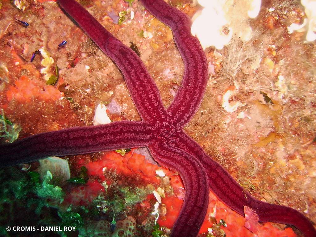 Etoile de mer violette
