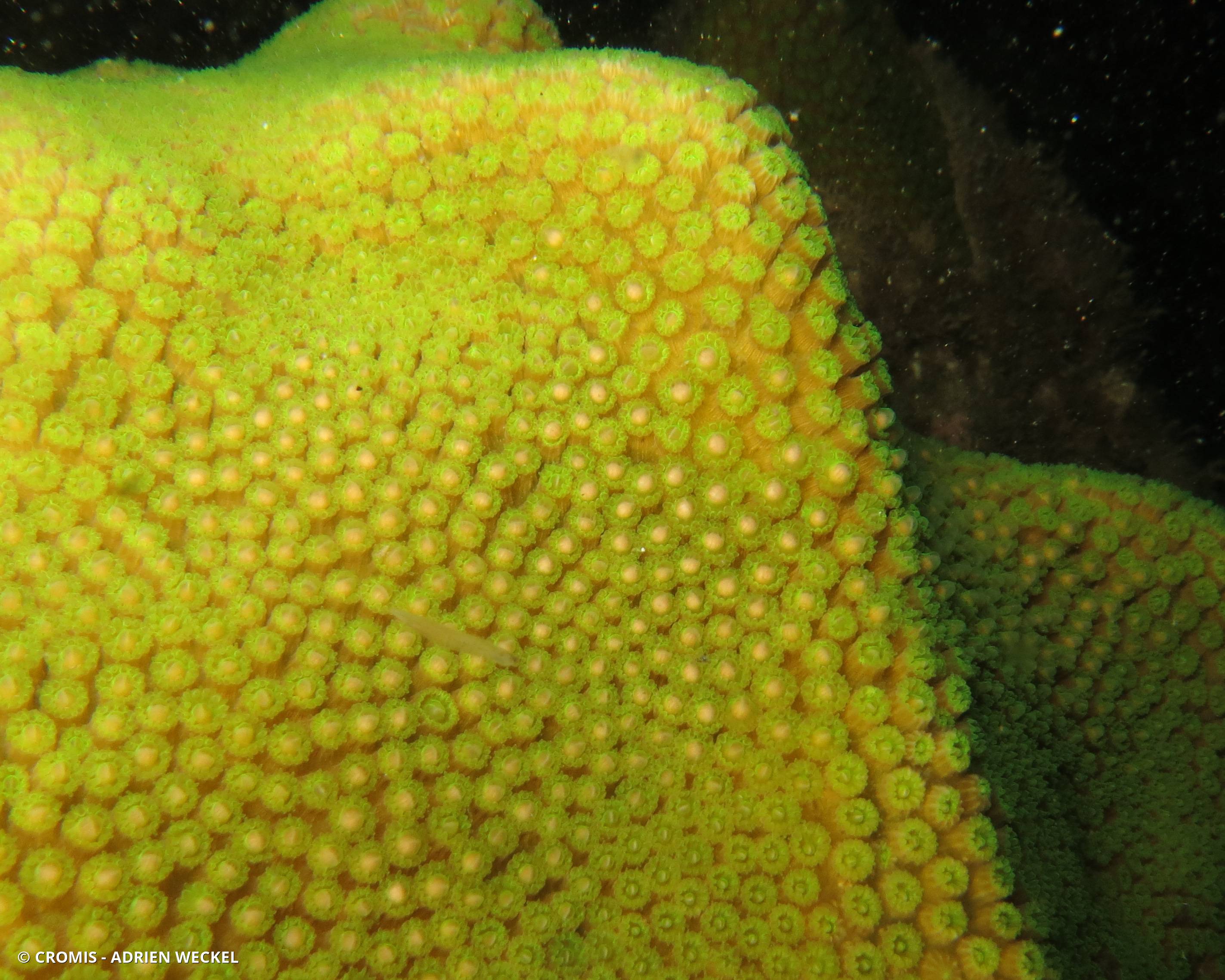 Corail étoilé à bosses