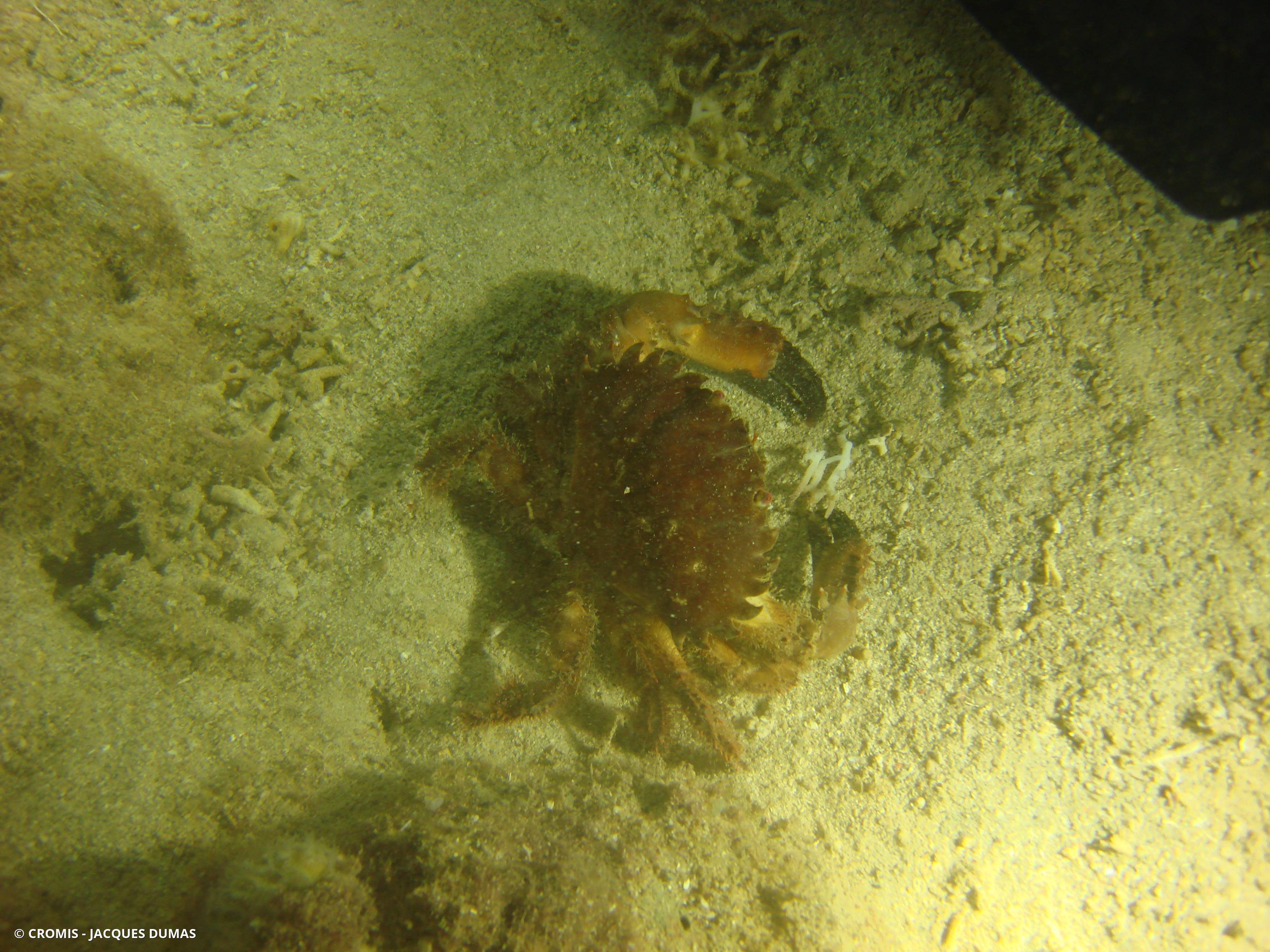 Crabe à spatules épineux
