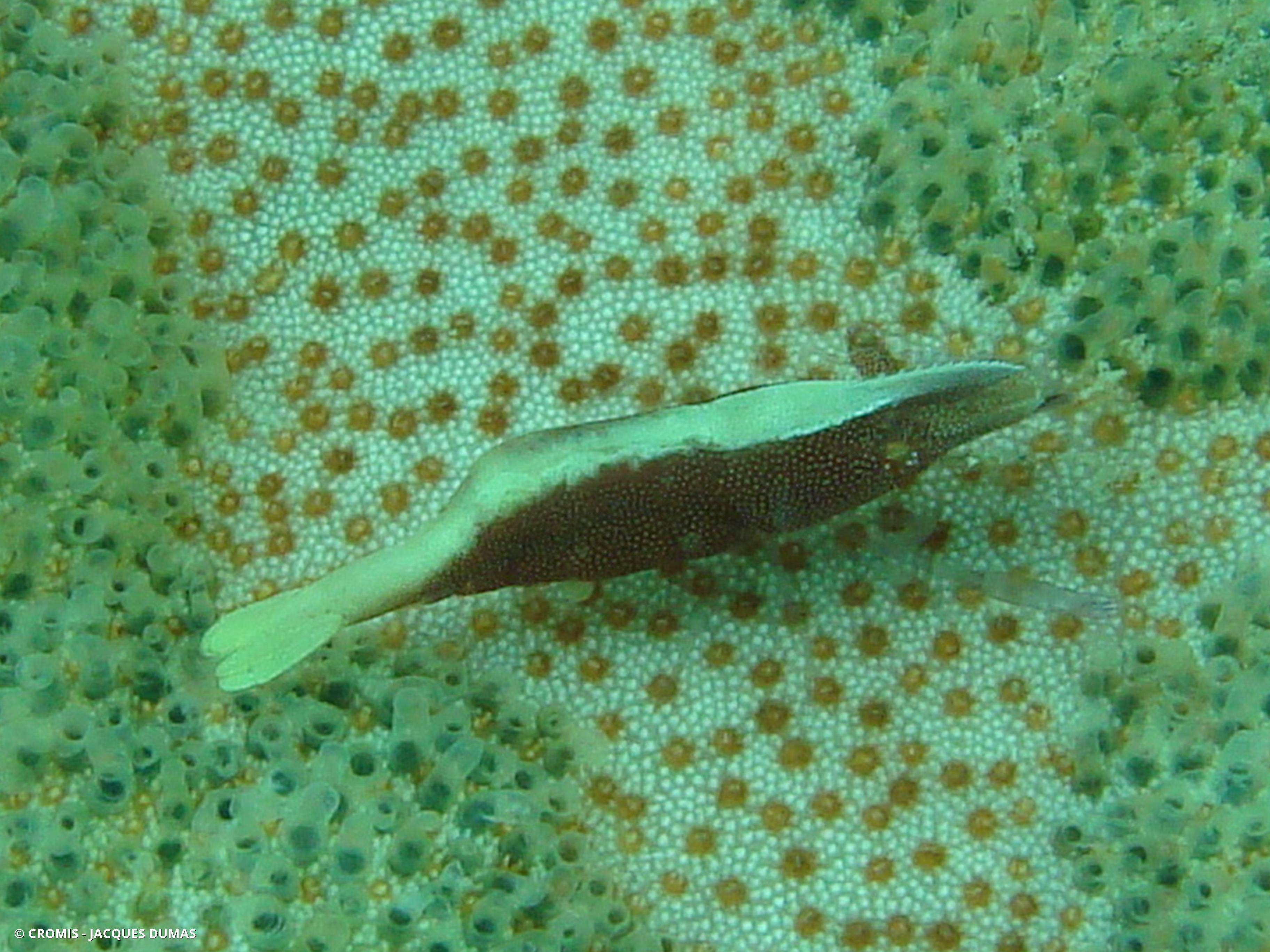 Crevette des astérides