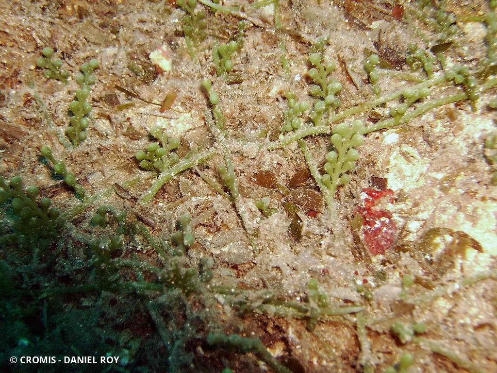 Caulerpe cylindracée