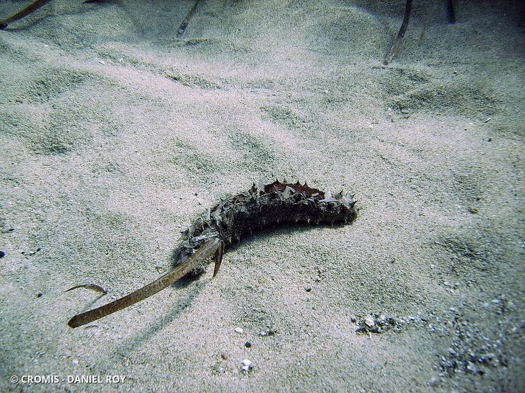 Concombre de mer ensablé