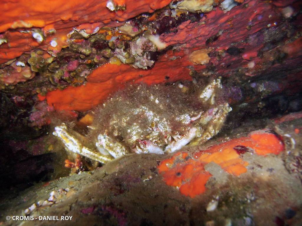 Grande araignée de Méditerranée
