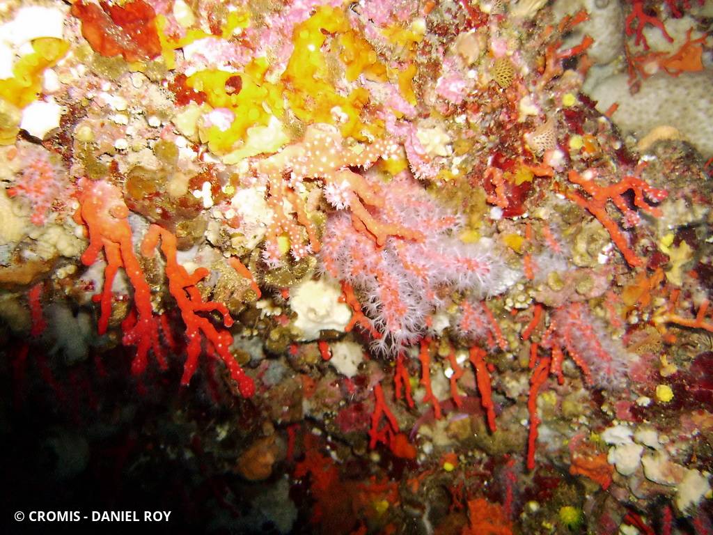 Corail rouge de Méditerranée