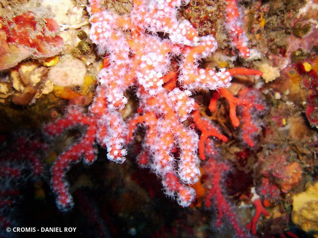 Corail rouge de Méditerranée