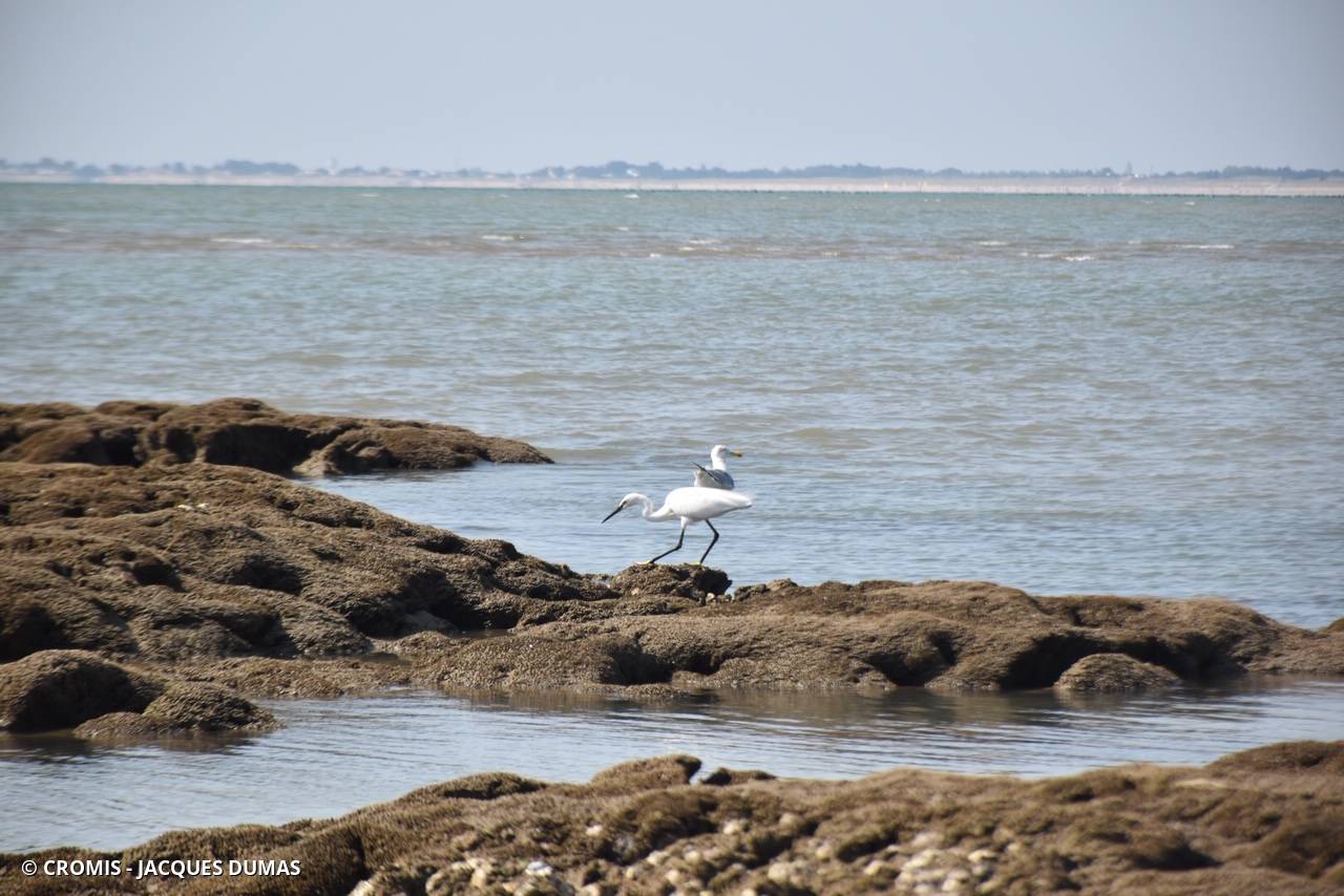 Aigrette garzette