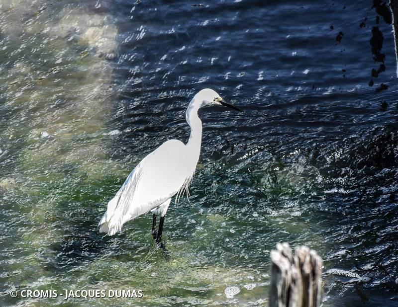 Aigrette garzette