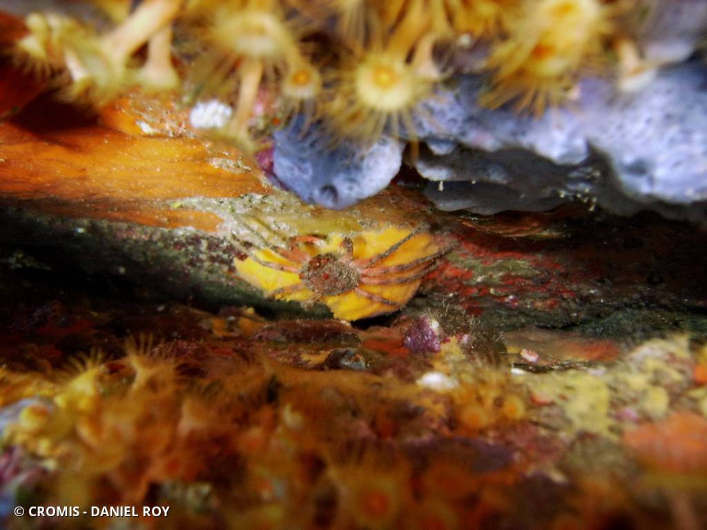 Crabe porcelaine de Méditerranée