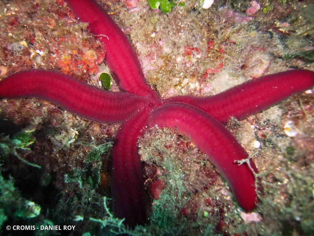 Etoile de mer violette