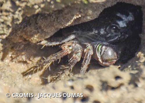 Crabe marbré