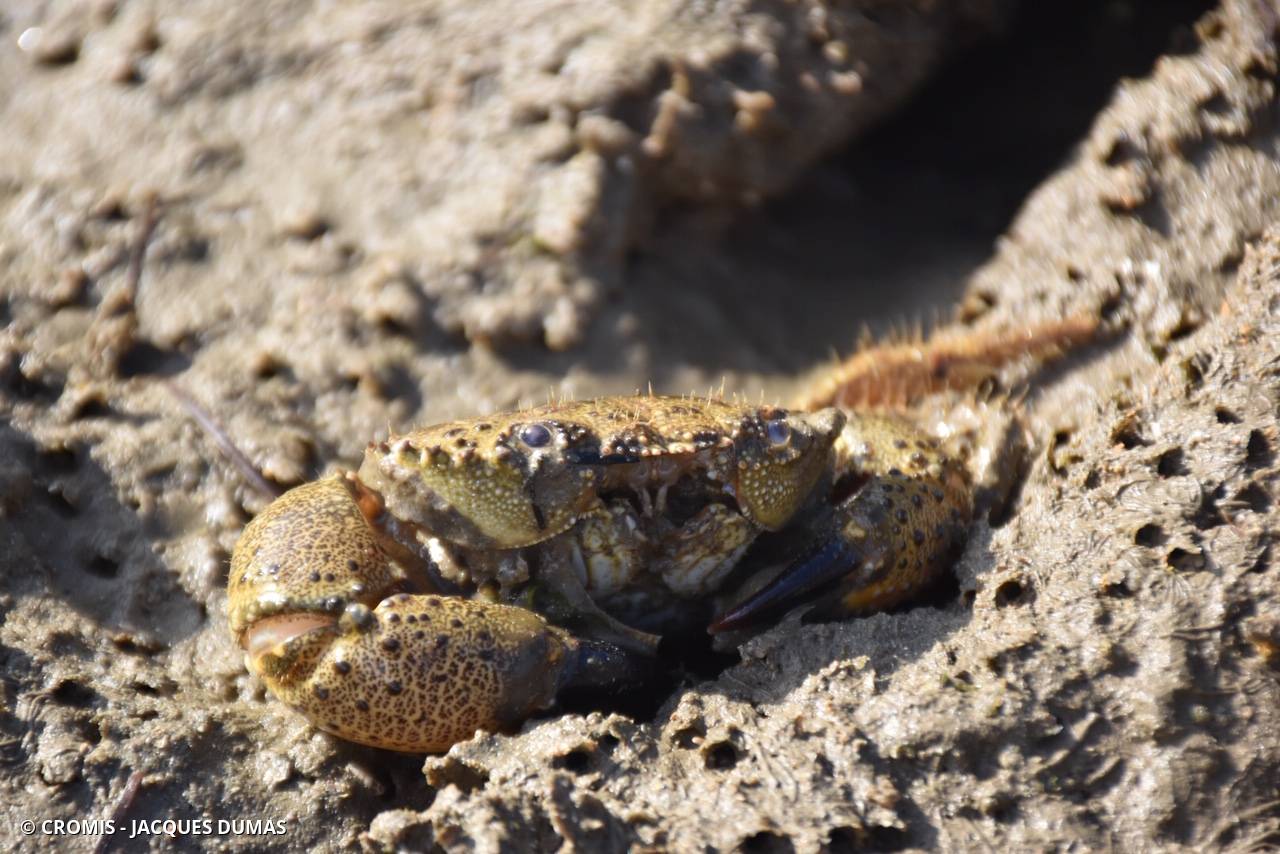 Crabe verruqueux