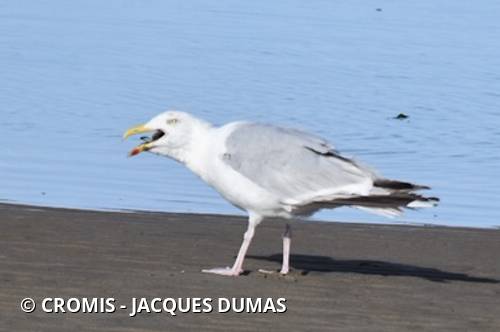 Goéland argenté